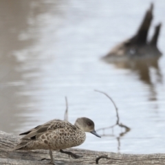 Anas gracilis (Grey Teal) at Mulligans Flat - 4 Nov 2023 by JimL