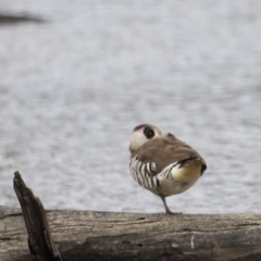 Malacorhynchus membranaceus (Pink-eared Duck) at Throsby, ACT - 5 Nov 2023 by JimL