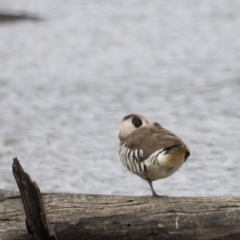 Malacorhynchus membranaceus (Pink-eared Duck) at Throsby, ACT - 4 Nov 2023 by JimL