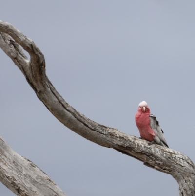 Eolophus roseicapilla (Galah) at Mulligans Flat - 4 Nov 2023 by JimL