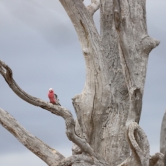 Eolophus roseicapilla at Throsby, ACT - 5 Nov 2023 10:43 AM