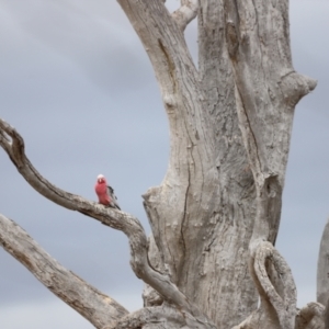 Eolophus roseicapilla at Throsby, ACT - 5 Nov 2023 10:43 AM