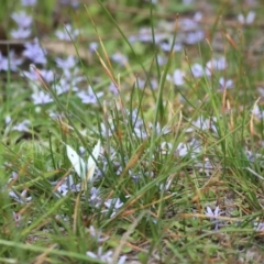 Pieris rapae (Cabbage White) at Mulligans Flat - 4 Nov 2023 by JimL