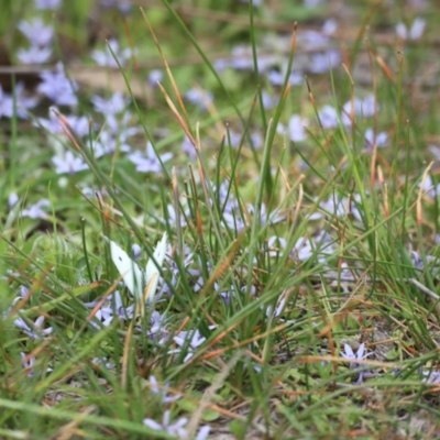 Pieris rapae (Cabbage White) at Mulligans Flat - 4 Nov 2023 by JimL