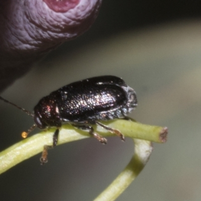 Aporocera (Aporocera) viridis (A leaf beetle) at Kaleen, ACT - 30 Oct 2023 by AlisonMilton