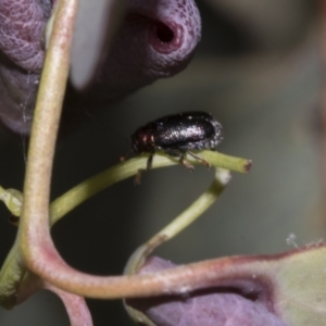 Aporocera (Aporocera) viridis at Kaleen, ACT - 30 Oct 2023