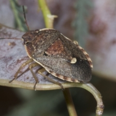 Dictyotus caenosus (Brown Shield Bug) at Kaleen, ACT - 30 Oct 2023 by AlisonMilton