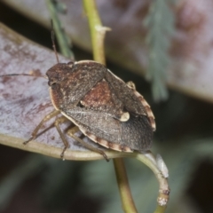 Dictyotus caenosus at Kaleen, ACT - 30 Oct 2023