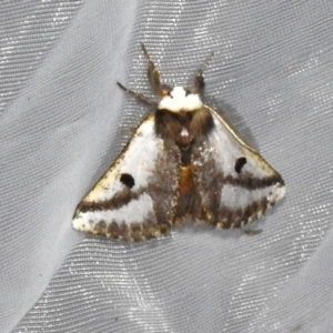 Epicoma melanospila at Acton, ACT - 3 Nov 2023