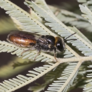 Euryglossa depressa at Kaleen, ACT - 30 Oct 2023