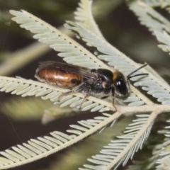 Euryglossa depressa at Kaleen, ACT - 30 Oct 2023