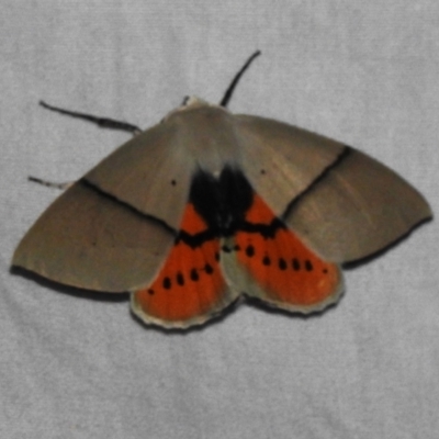 Gastrophora henricaria (Fallen-bark Looper, Beautiful Leaf Moth) at Canberra Central, ACT - 3 Nov 2023 by JohnBundock