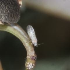 Psyllidae sp. (family) (Unidentified psyllid or lerp insect) at Kaleen, ACT - 30 Oct 2023 by AlisonMilton