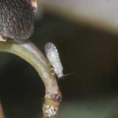 Unidentified Psyllid, lerp, aphid or whitefly (Hemiptera, several families) at Kaleen, ACT - 30 Oct 2023 by AlisonMilton