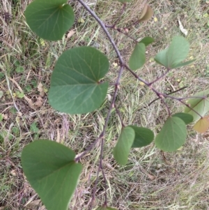 Cercis siliquastrum at Ainslie, ACT - 5 Nov 2023