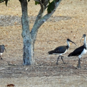 Threskiornis spinicollis at Avoca, QLD - 24 Oct 2023 06:14 AM