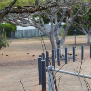 Threskiornis spinicollis at Avoca, QLD - 24 Oct 2023 06:14 AM