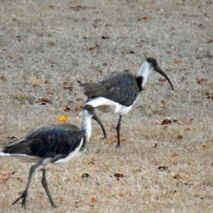 Threskiornis spinicollis at Avoca, QLD - 24 Oct 2023 06:14 AM