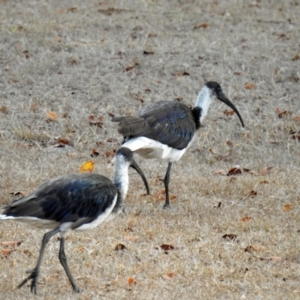 Threskiornis spinicollis at Avoca, QLD - 24 Oct 2023