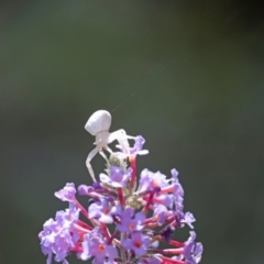 Thomisus spectabilis (Spectacular Crab Spider) at Avoca, QLD - 28 Oct 2023 by Gaylesp8