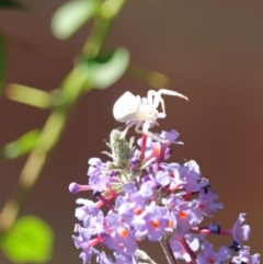 Thomisus spectabilis at Avoca, QLD - suppressed