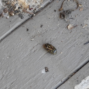 Eupoecila australasiae at Avoca, QLD - suppressed