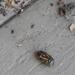 Eupoecila australasiae at Avoca, QLD - suppressed