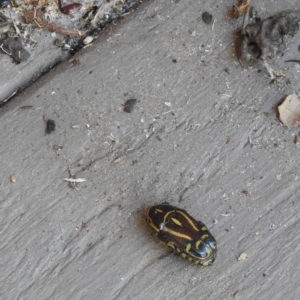 Eupoecila australasiae at Avoca, QLD - suppressed