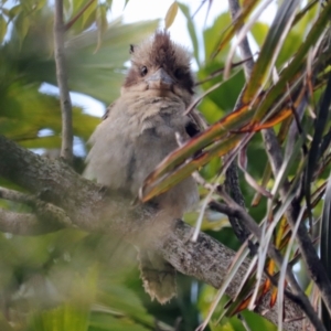 Dacelo novaeguineae at Avoca, QLD - suppressed