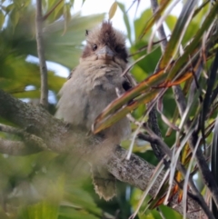 Dacelo novaeguineae (Laughing Kookaburra) at Avoca, QLD - 5 Nov 2023 by Gaylesp8