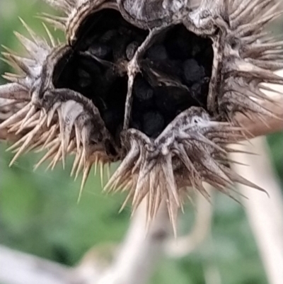 Datura stramonium (Common Thornapple) at Booth, ACT - 21 Oct 2023 by KumikoCallaway