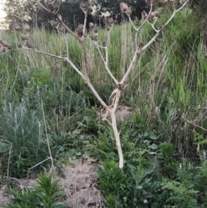 Datura stramonium at Booth, ACT - 22 Oct 2023 06:24 AM