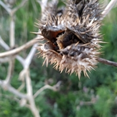 Datura stramonium at Booth, ACT - 22 Oct 2023 06:24 AM