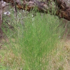 Asparagus officinalis (Asparagus) at Namadgi National Park - 5 Nov 2023 by SandraH