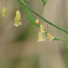 Asparagus officinalis at Booth, ACT - 5 Nov 2023 01:24 PM