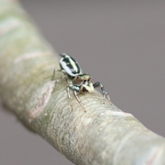 Salticidae (family) at Avoca, QLD - 8 Oct 2023 by Gaylesp8