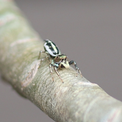 Unidentified Spider (Araneae) at Avoca, QLD - 8 Oct 2023 by Gaylesp8