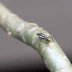 Cosmophasis sp. (genus) at Avoca, QLD - suppressed