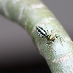 Cosmophasis sp. (genus) at Avoca, QLD - suppressed