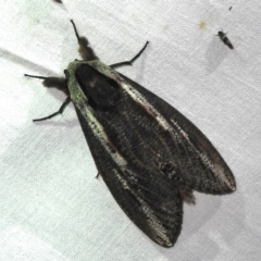 Endoxyla encalypti (Wattle Goat Moth) at Canberra Central, ACT - 3 Nov 2023 by JohnBundock