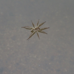 Unidentified Water spider (Pisauridae) at Booth, ACT - 4 Nov 2023 by MatthewFrawley