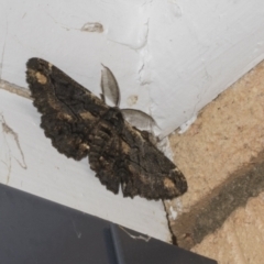 Pholodes sinistraria (Sinister or Frilled Bark Moth) at Higgins, ACT - 21 Oct 2023 by AlisonMilton