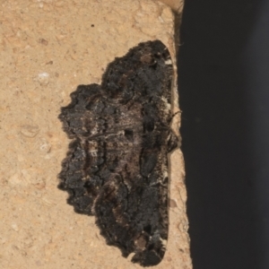 Pholodes sinistraria at Higgins, ACT - 21 Oct 2023 04:54 AM