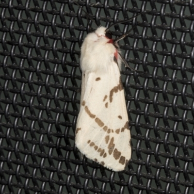 Ardices canescens (Dark-spotted Tiger Moth) at Higgins, ACT - 18 Oct 2023 by AlisonMilton