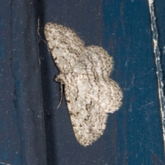 Psilosticha absorpta (Fine-waved Bark Moth) at Higgins, ACT - 18 Oct 2023 by AlisonMilton