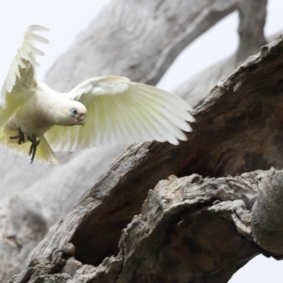 Cacatua sanguinea (Little Corella) at Throsby, ACT - 5 Nov 2023 by JimL