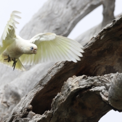 Cacatua sanguinea (Little Corella) at Mulligans Flat - 4 Nov 2023 by JimL