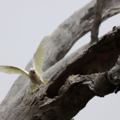 Cacatua sanguinea at Throsby, ACT - 5 Nov 2023