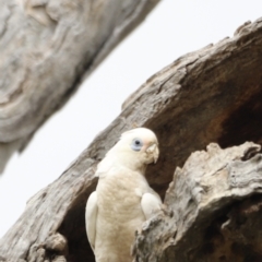 Cacatua sanguinea at Throsby, ACT - 5 Nov 2023