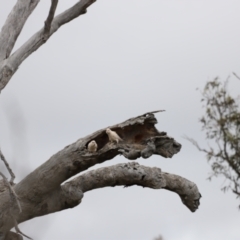 Cacatua sanguinea at Throsby, ACT - 5 Nov 2023